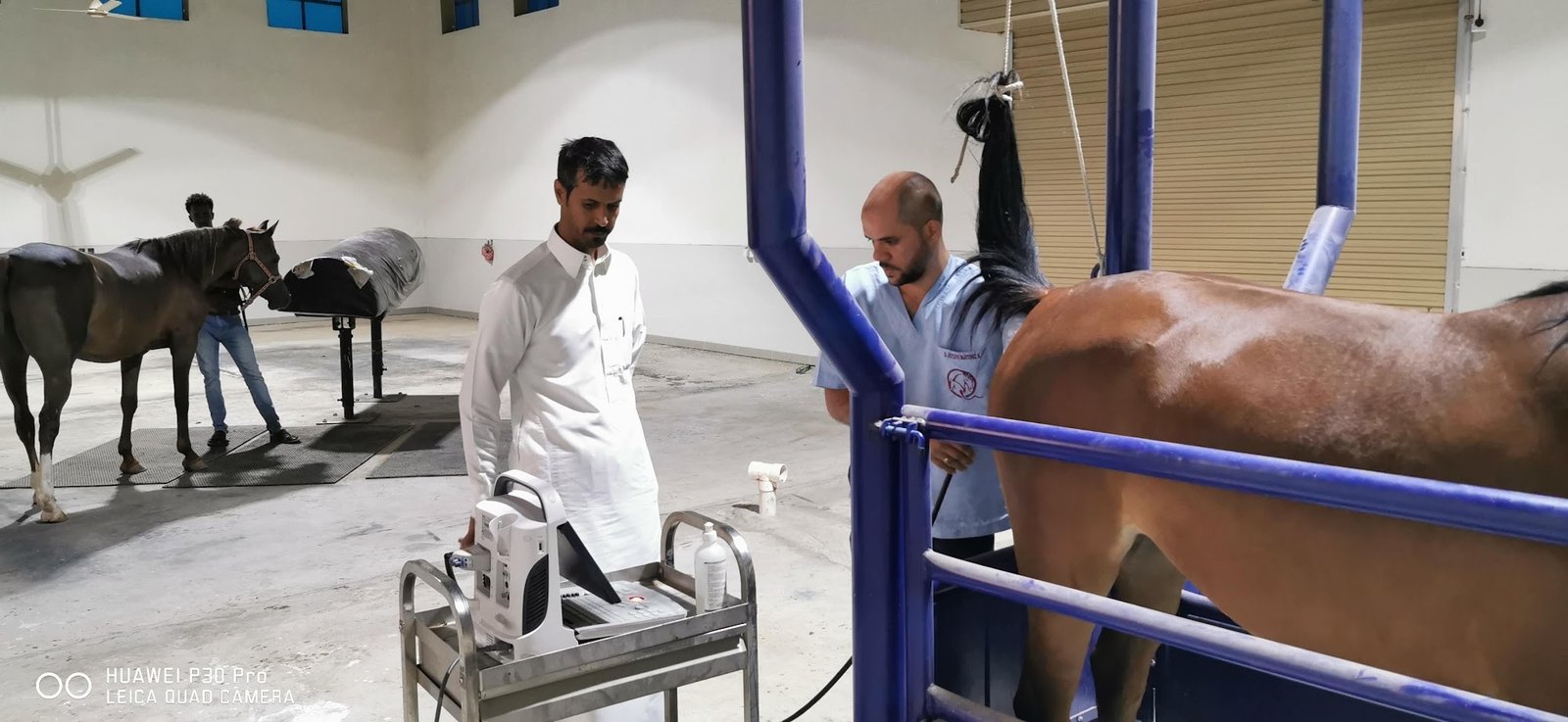 Equine breeding and stable grounds